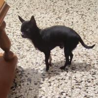 Ctrd chihuahua mini Toy con pedigree