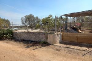 Uliveto in contrada Badessa a Turi (BA)