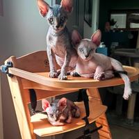 Cuccioli di SPHYNX