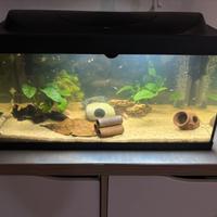 Acquario 54 litri (1 mese di vita)