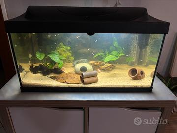 Acquario 54 litri (1 mese di vita)
