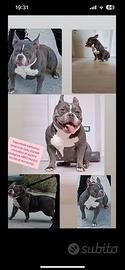 American bully