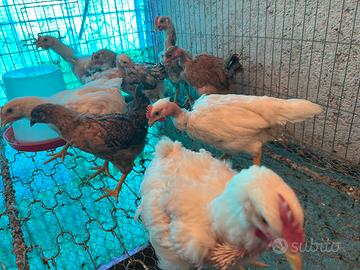 8 Pulcini collo nudo / broiler