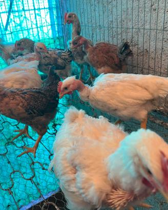 8 Pulcini collo nudo / broiler