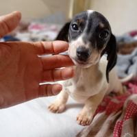 Bassottina piebald bianco nero kaninchen