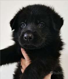 Pastore tedesco nero