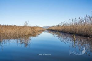Terreno uso caccia nel Padule di Fucecchio