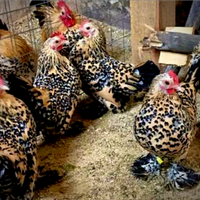 Sabelphoot , millefiori calzata