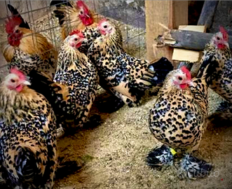 Sabelphoot , millefiori calzata