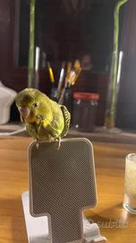 Pappagallo allevato a mano