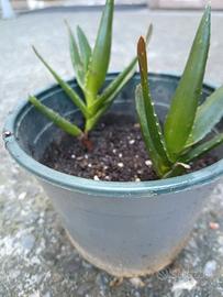 piantine aloe arborescens 
