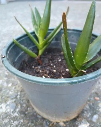 piantine aloe arborescens 