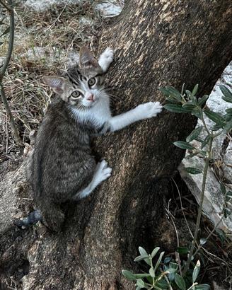 Gnocco gattino