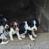 Cuccioli incrocio springer