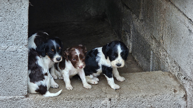 Cuccioli incrocio springer