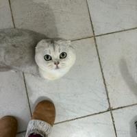 Gatto scottish fold