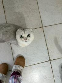 Gatto scottish fold