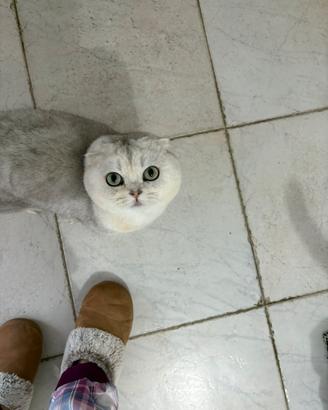 Gatto scottish fold