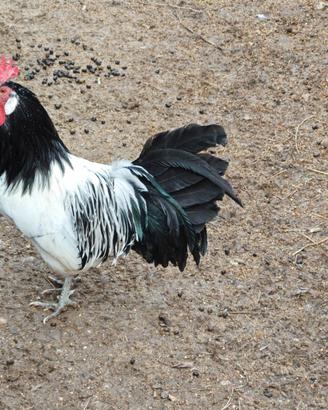 Gallo Lakenfelder
