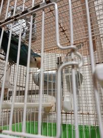 Inseparabile maschio