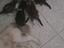 Immagine 4