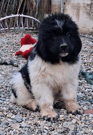 Cuccioli terranova