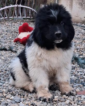 Cuccioli terranova
