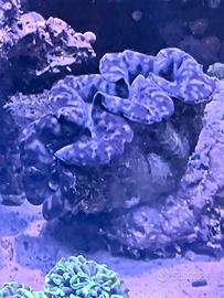 Tridacna Gold Tiger