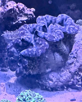 Tridacna Gold Tiger