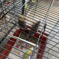 Coppia di pappagalli