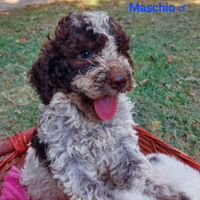 Cuccioli lagotto romagnolo