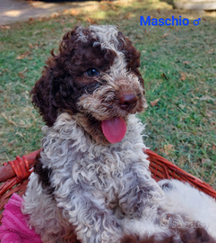 Cuccioli lagotto romagnolo