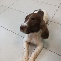 Cane springer spaniel