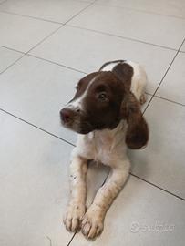 Cane springer spaniel