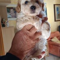 Cuccioli maltipoo