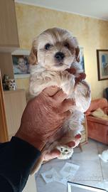 Cuccioli maltipoo