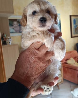 Cuccioli maltipoo
