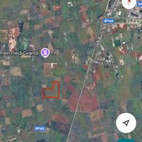 Uliveto secolare in zona le more a Spongano