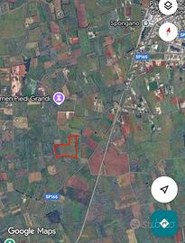 Uliveto secolare in zona le more a Spongano