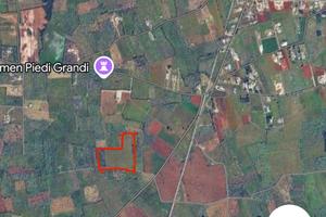 Uliveto secolare in zona le more a Spongano