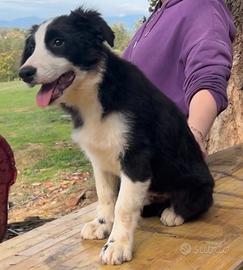 Border Collie cucciolo PRONTA CONSEGNA