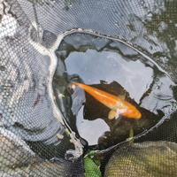 Carpa koi giapponese