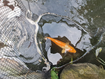 Carpa koi giapponese