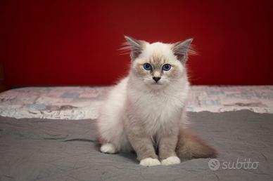 Cucciole ragdoll disponibili da subito
