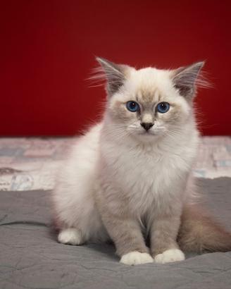 Cucciole ragdoll disponibili da subito