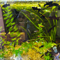 Pesci Tropicali Acquario Neri