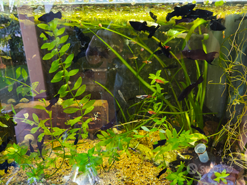 Pesci Tropicali Acquario Neri