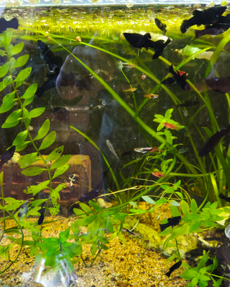 Pesci Tropicali Acquario Neri