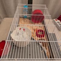 gabbia per criceto 