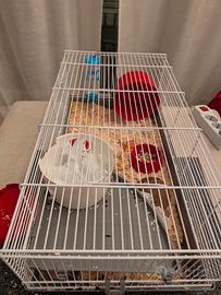 gabbia per criceto 